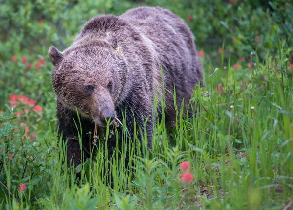 Niedźwiedź Grizzly Kanadyjskiej Dziczy — Zdjęcie stockowe