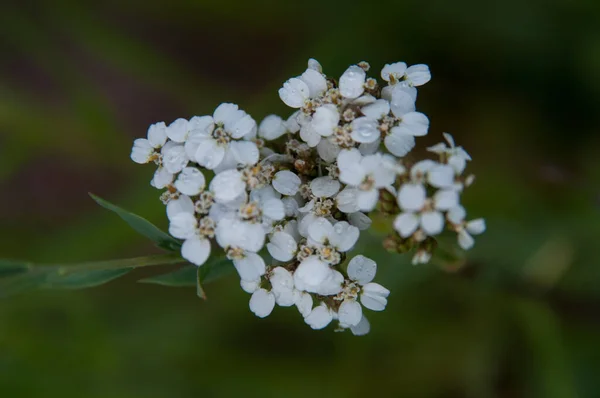 Wiildflowers Йеллоустонских Национальных Парках — стоковое фото