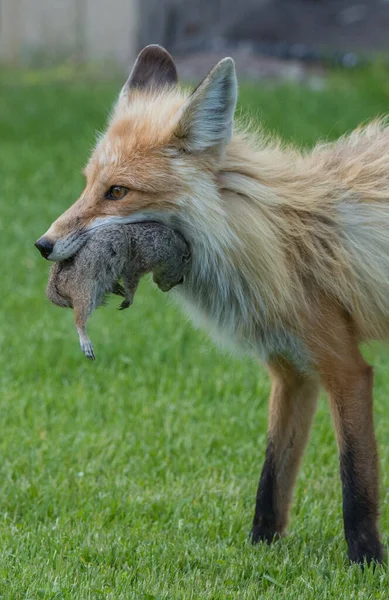 Niedliche Rotfüchse Auf Gras Park — Stockfoto