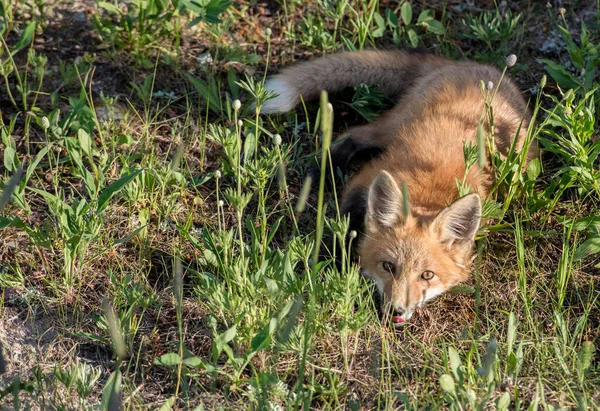 Rode Vos Het Wild — Stockfoto