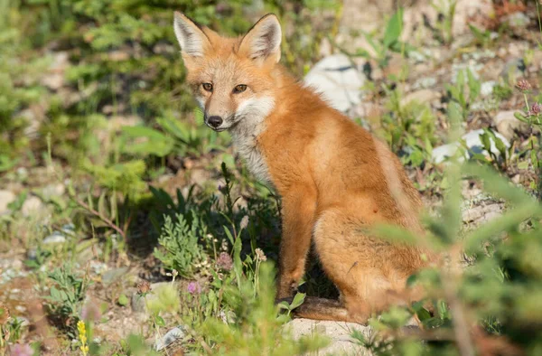 Lisica Czerwona Środowisku Naturalnym — Zdjęcie stockowe