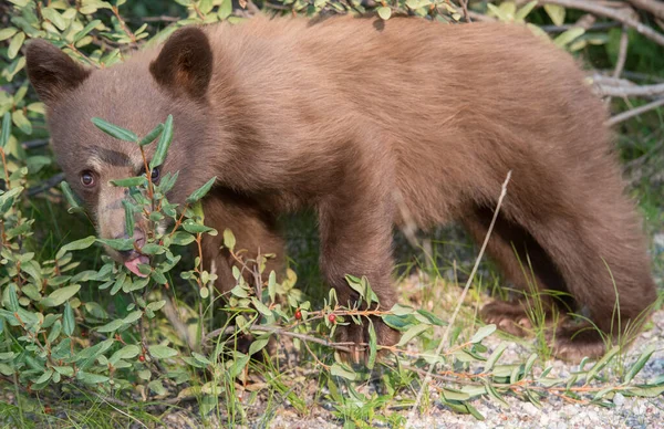 Urso Negro Natureza — Fotografia de Stock