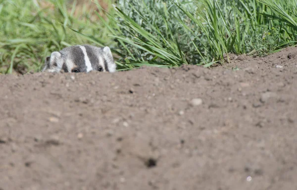 Badger Divočině — Stock fotografie