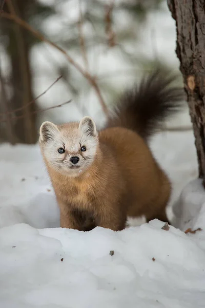 Pine Marten Wandelen Sneeuw Banff National Park Alberta Canada — Stockfoto