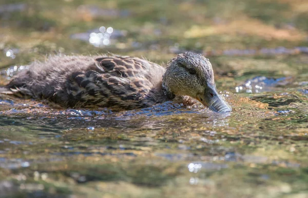 Ente Freier Wildbahn — Stockfoto