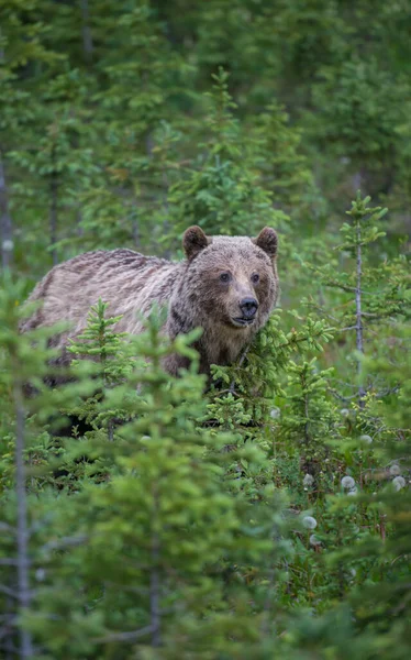Grizzly Medve Kanadai Vadonban — Stock Fotó