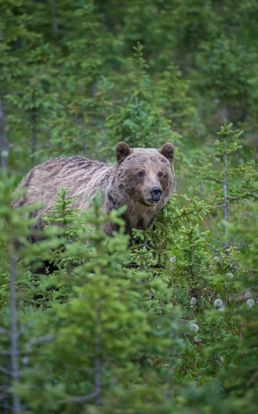 Urso Pardo Deserto Canadense — Fotografia de Stock