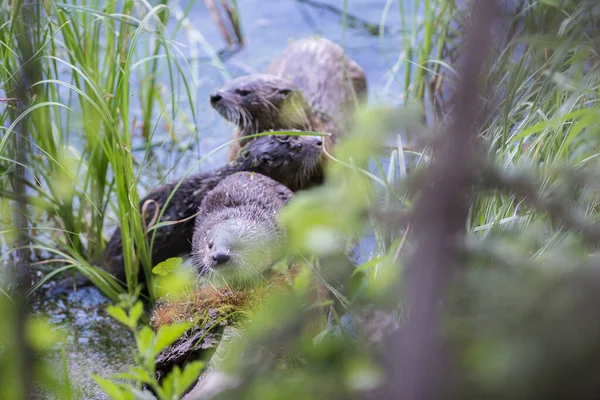 wild otters in wild nature