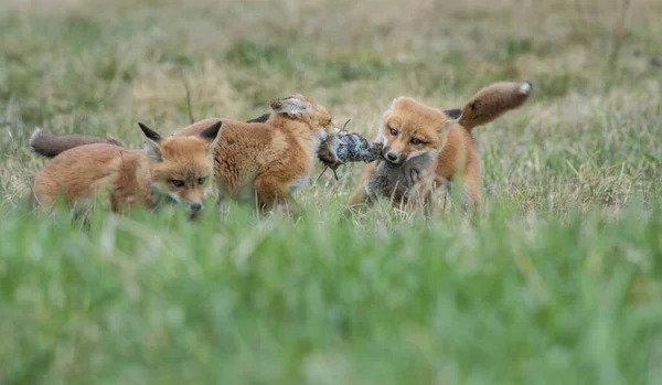 Renard Roux Canada — Photo