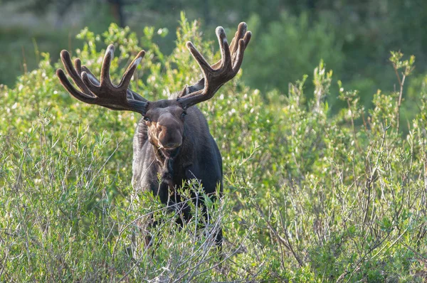 Bull Moose Wild — Stock Photo, Image