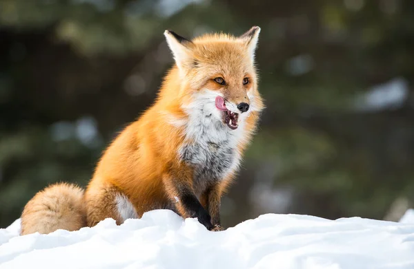 Mignon Renards Rouges Sur Herbe Nature Sauvage — Photo