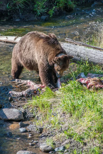 Niedźwiedź Grizzly Dzikiej Przyrodzie Park Narodowy Yellowstone — Zdjęcie stockowe