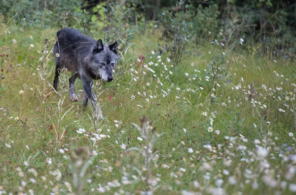 Loup Noir Dans Nature Sauvage — Photo