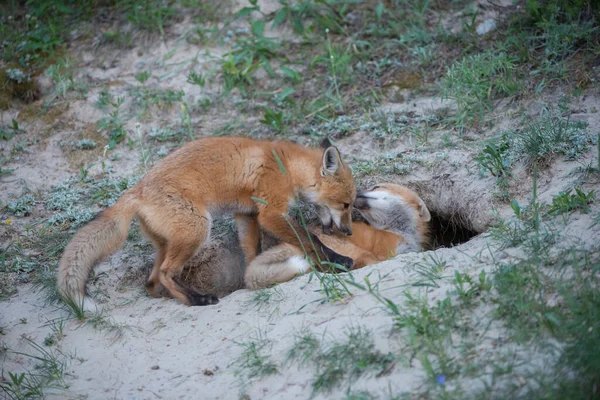 Roztomilé Červené Lišky Trávě Divoké Přírodě — Stock fotografie