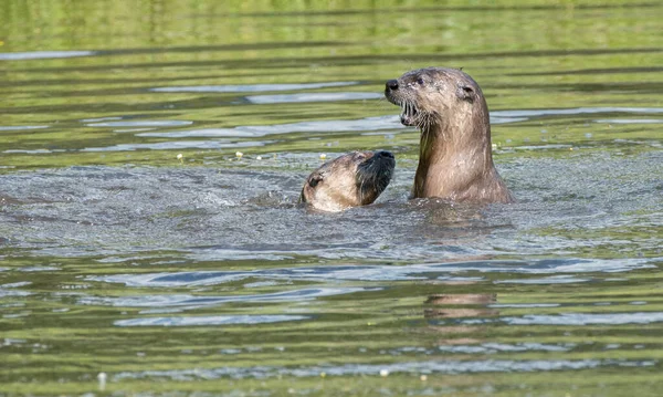 Lontre Fiume Nella Natura Selvaggia — Foto Stock