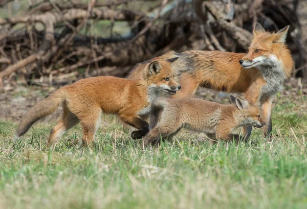 Renard Roux Dans Nature — Photo