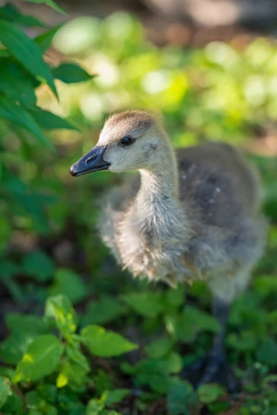 Ganzen Het Wild — Stockfoto