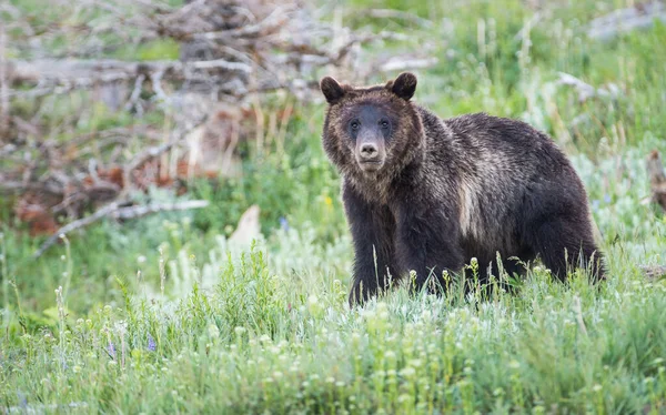 Grizly Orso Natura — Foto Stock