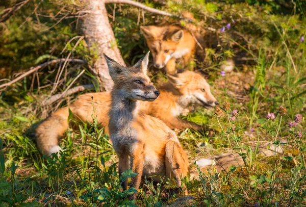 野生のヒキガエル — ストック写真