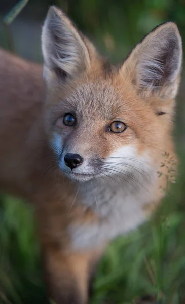 Mignon Renards Rouges Sur Herbe Parc — Photo