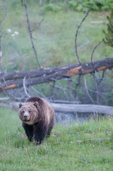 Grizzly Bear Wild — Stock Photo, Image