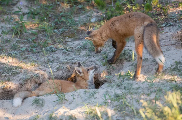 Mignon Renards Rouges Sur Herbe Nature Sauvage — Photo