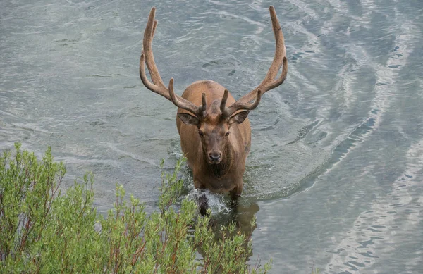 Wapiti État Sauvage — Photo