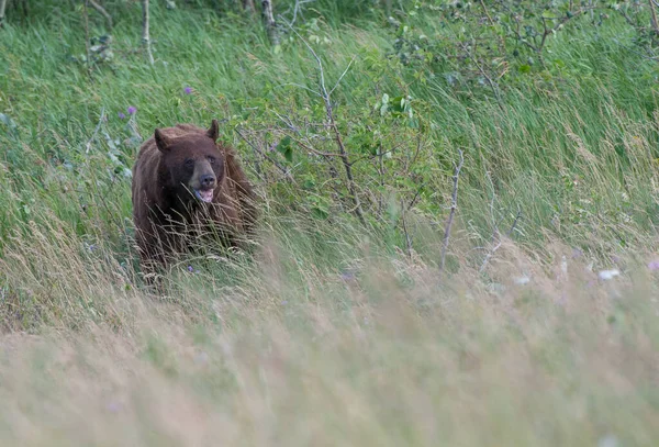 Schwarzbär Freier Wildbahn — Stockfoto