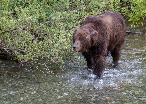 Grizzli Dans Nature — Photo