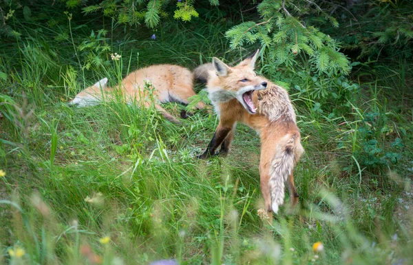 Mignon Renards Rouges Sur Herbe Nature Sauvage — Photo