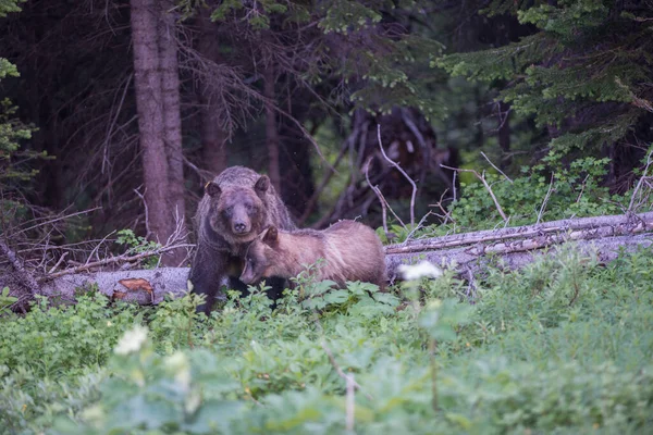 Grizzly Medve Család Vadonban — Stock Fotó