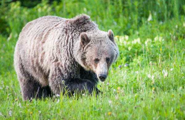 Urso Grizly Natureza — Fotografia de Stock