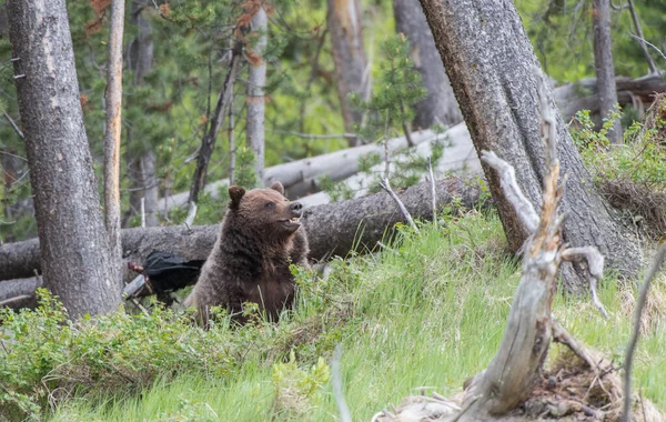 Grizzlybär Freier Wildbahn — Stockfoto