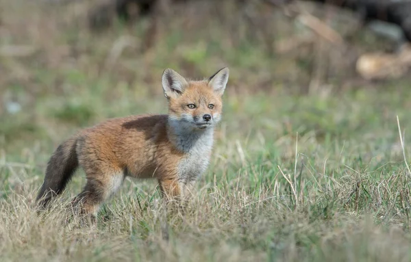 Cute Red Foxes Grass Wild Nature — Stock Photo, Image