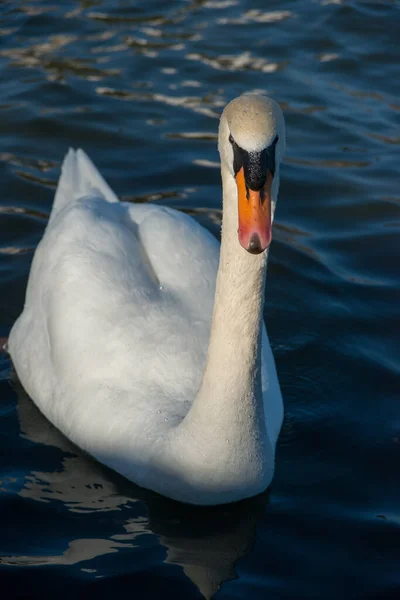 Zwaan Het Wild — Stockfoto