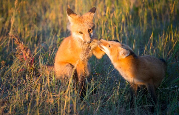 Lindos Zorros Rojos Hierba Naturaleza Salvaje — Foto de Stock