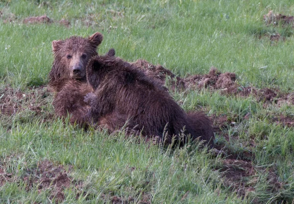 Grizzly Medve Vadonban — Stock Fotó