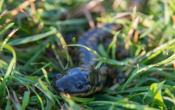 Salamandra Tigre Natureza — Fotografia de Stock