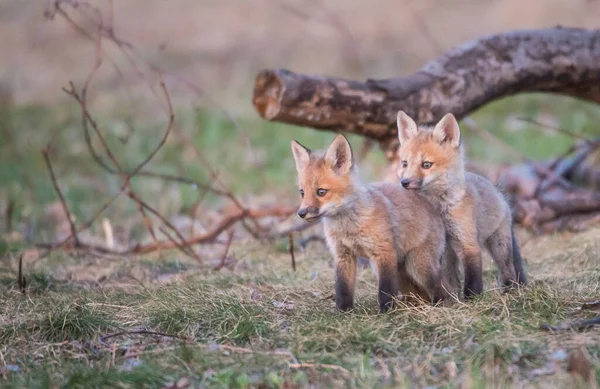 Famiglia Volpi Rosse Natura — Foto Stock