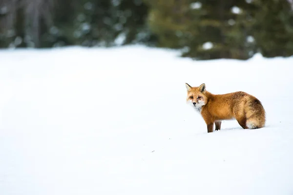 Red Fox Canada — Stock Photo, Image