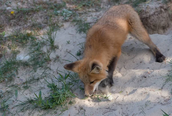 Rode Vos Het Wild — Stockfoto