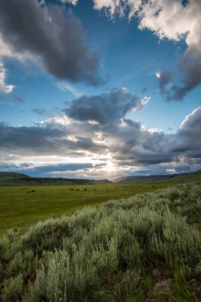 Krajobraz Yellowstone Lecie — Zdjęcie stockowe