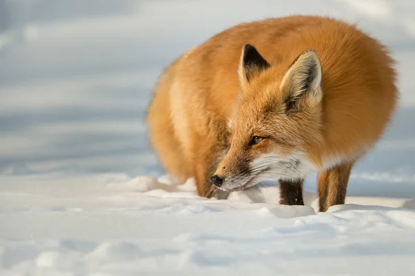 Red Fox Wild — Stock Photo, Image