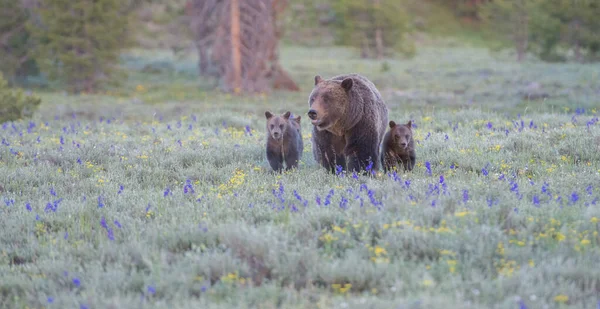 Grizly Ours Dans Nature — Photo