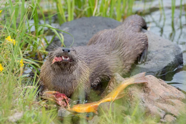 Nahaufnahme Flussotter Freier Natur — Stockfoto