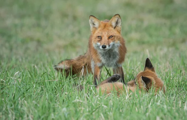 野草上可爱的红狐狸 — 图库照片