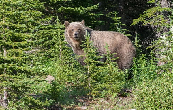 Urso Pardo Natureza — Fotografia de Stock