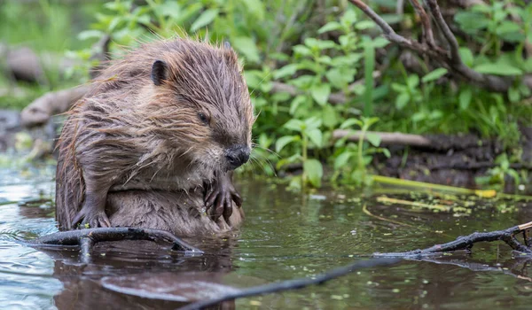 Beaver Wild — Stock Photo, Image