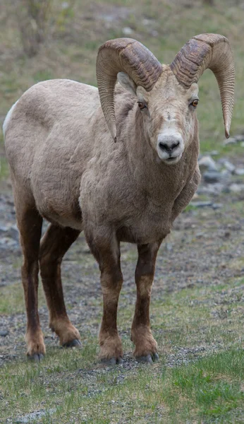 Owce Bighorn Środowisku Naturalnym — Zdjęcie stockowe