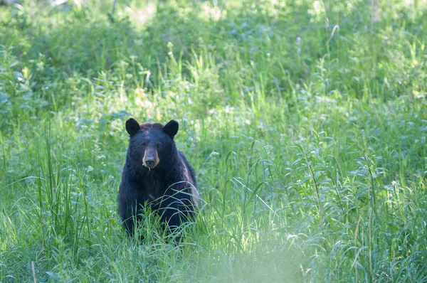 Urso Negro Natureza — Fotografia de Stock